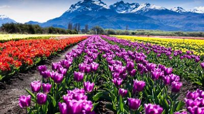 El Campo de Tulipanes de Trevelin, un espectáculo de colores en la primavera patagónica