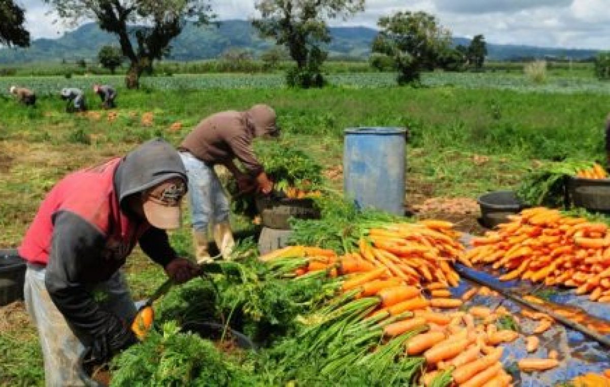 La agricultura familiar crece en la norpatagonia