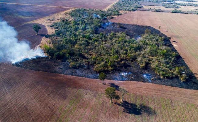 Deforestaci n en el Chaco Argentino un estudio del CONICET