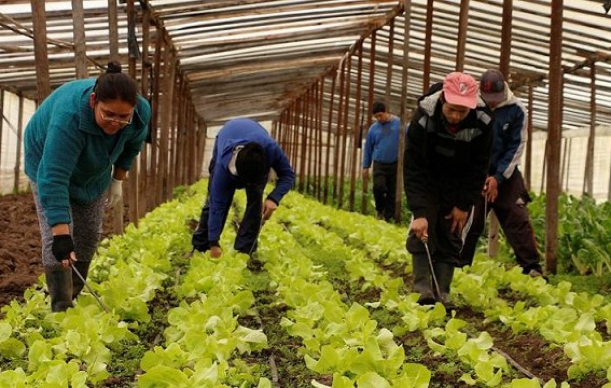 Una experiencia cooperativa en Daireaux: «Mucha gente que no tenía trabajo se hizo productora» 