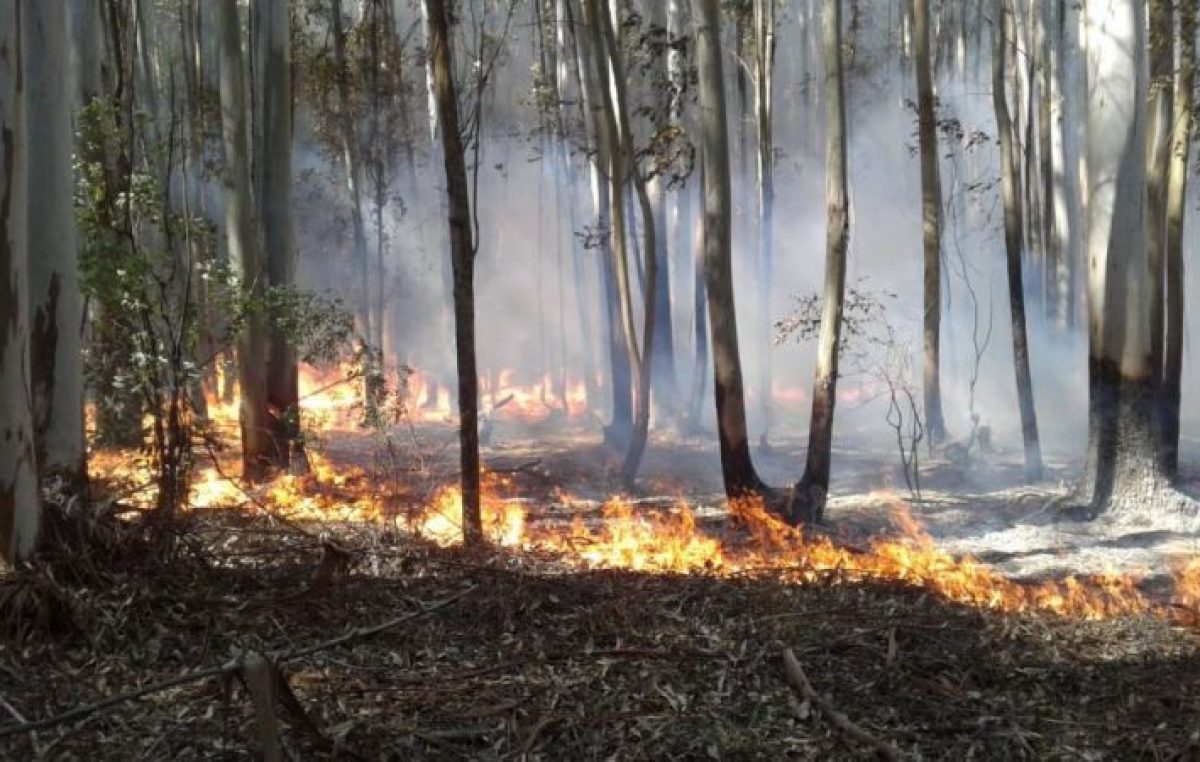 Corrientes: el fuego provocó «una pérdida masiva» de su fauna