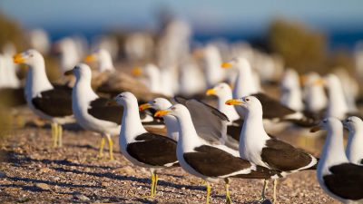 Islote Lobos: la asombrosa fauna de la joya oculta del golfo San Matías