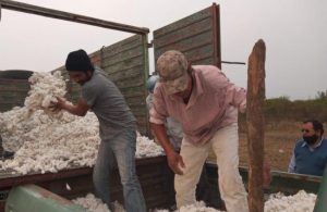 Chaco: comunidades qom producen algodón agroecológico