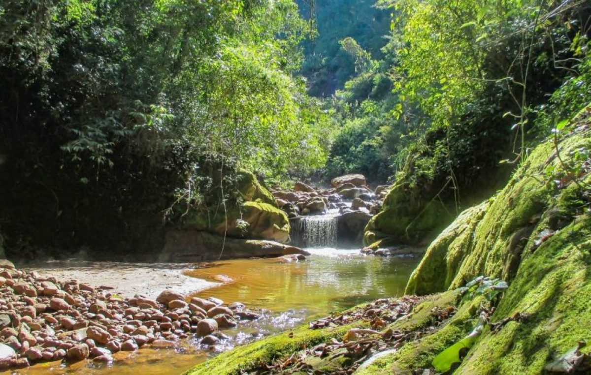 La selva de montaña más increíble de Jujuy, en el parque Calilegua