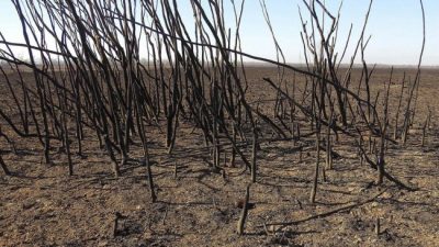Declaran la emergencia ambiental en la zona del Delta del Río Paraná