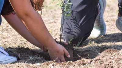 El programa Forestando Córdoba plantó más de 65 mil árboles en 2020