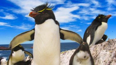 La Ruta Azul, un recorrido patagónico entre pingüinos y fauna marina