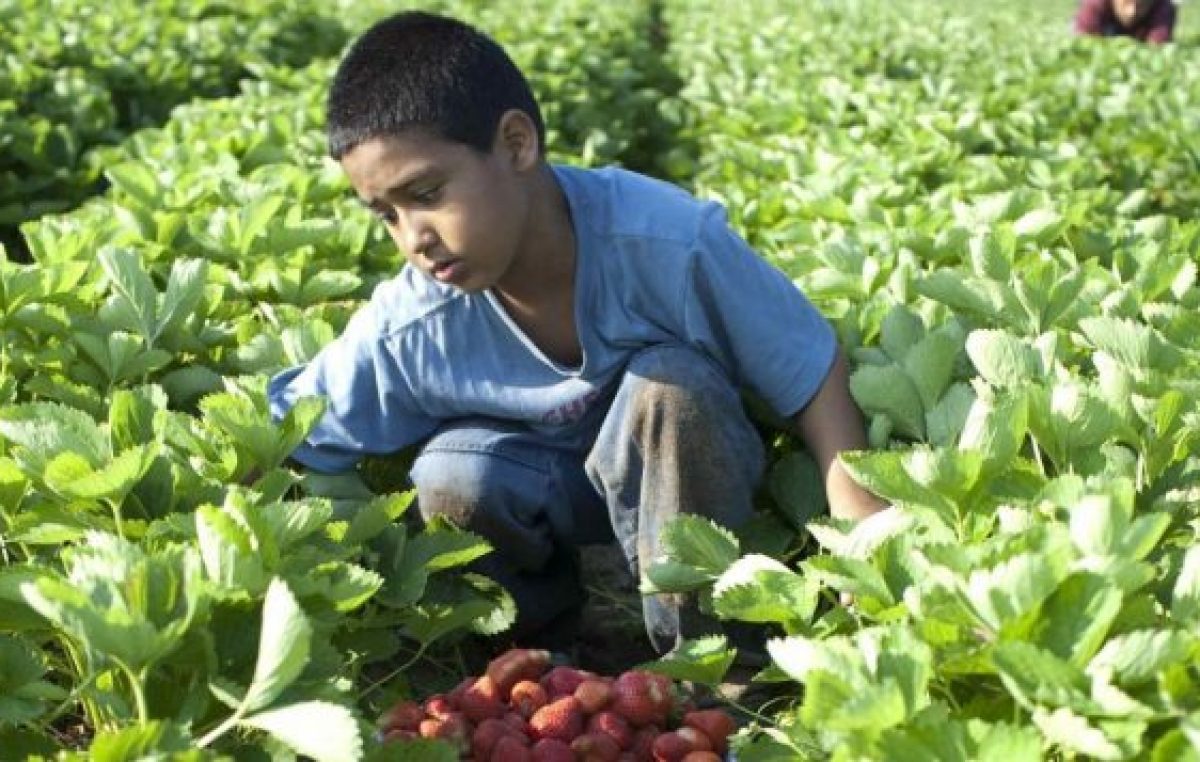 La OIT advierte que el trabajo infantil podría aumentar