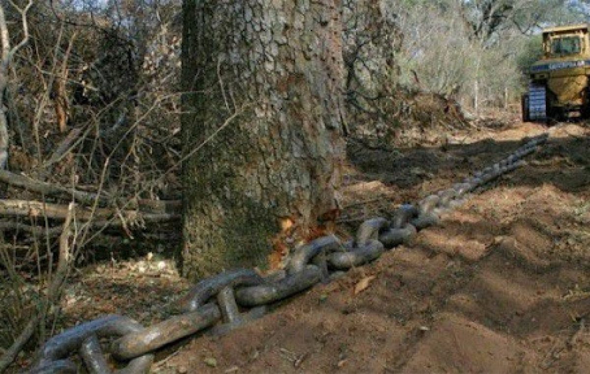 La pandemia no frenó las topadoras y en 2020 aumentó la deforestación en el norte del País