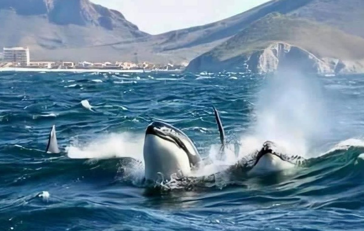 El 16 de marzo inicia la temporada de Orcas