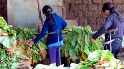 Preparan un sistema de geolocalización del trabajo infantil en el agro bonaerense