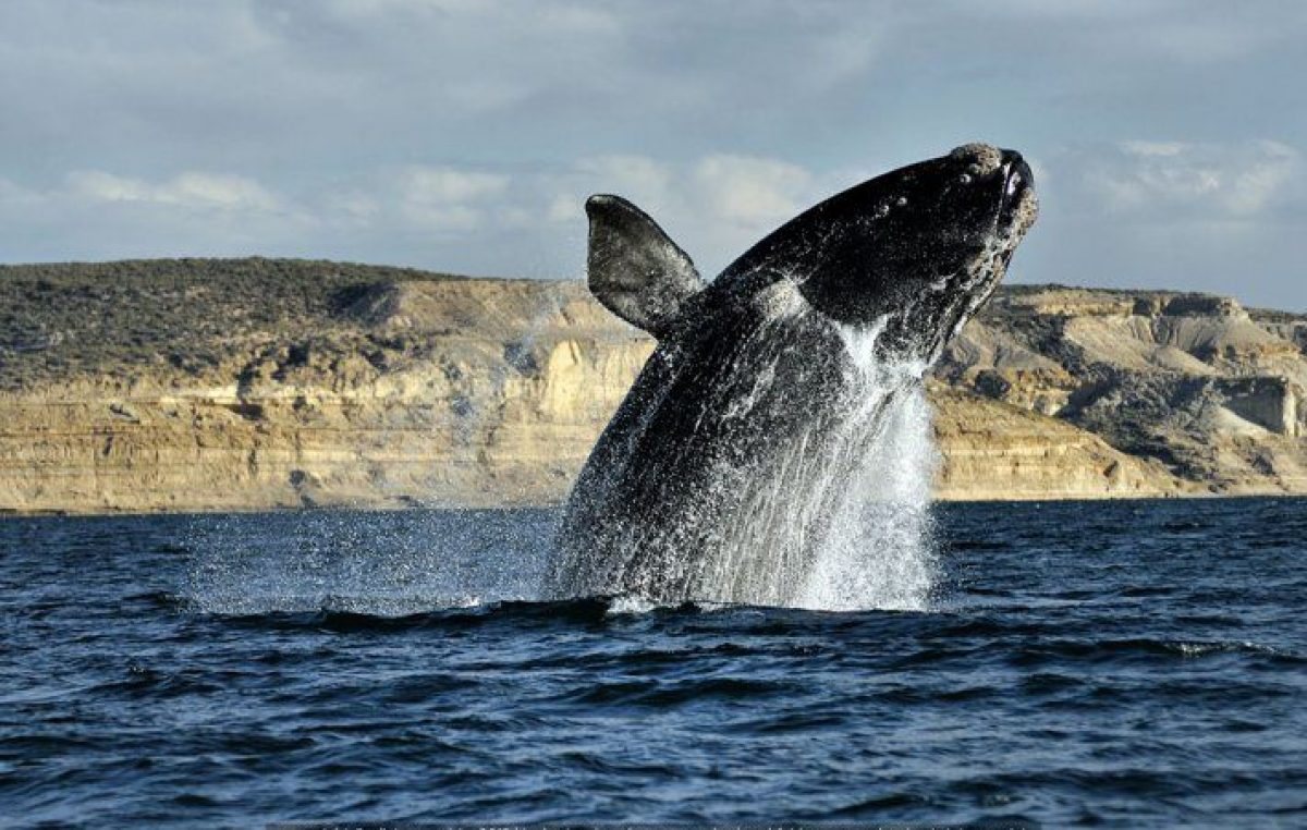 Llegaron las primeras ballenas a Península Valdés: ¿arranca la temporada turística?