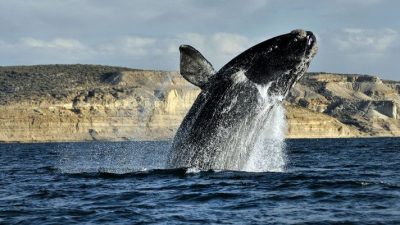 Llegaron las primeras ballenas a Península Valdés: ¿arranca la temporada turística?