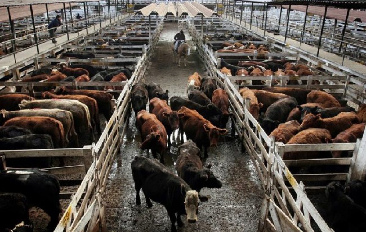 Frigoríficos recuperados impulsan propuestas para bajar el precio de la carne