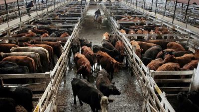Frigoríficos recuperados impulsan propuestas para bajar el precio de la carne
