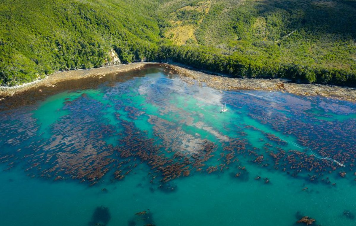 Cómo es Península Mitre, hogar de la «selva marina» en Argentina