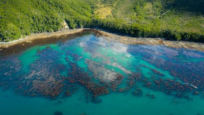 Cómo es Península Mitre, hogar de la «selva marina» en Argentina