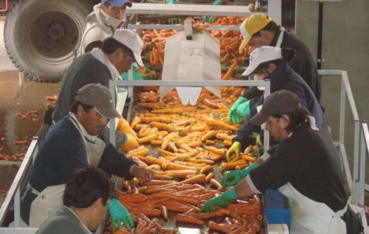 Para generar alimentos nutritivos, buscan aprovechar los descartes de la zanahoria
