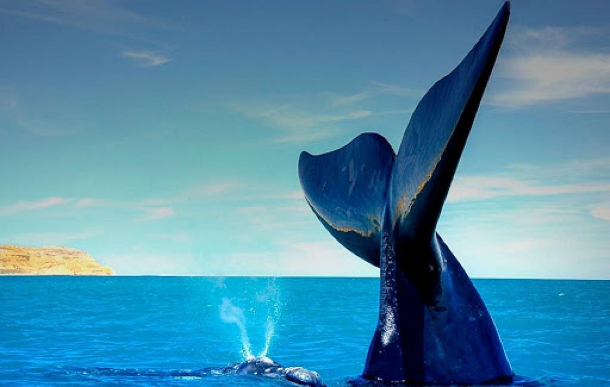 Comenzó la temporada de ballenas en Península Valdés