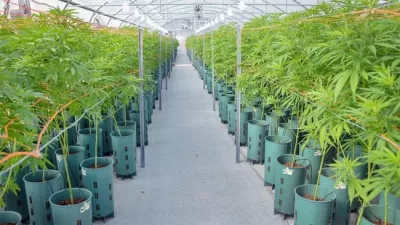 Kulfas: la industria del cannabis permitirá crear “10 mil puestos de trabajo o más”