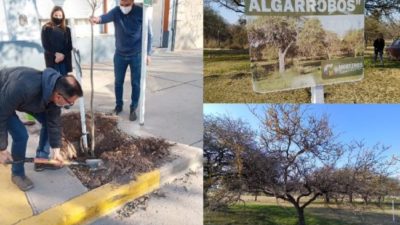 Municipios «verdes”: más árboles en los pueblos para cuidar el ambiente