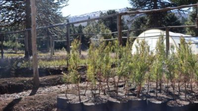 La Legislatura de Neuquén entrega 15 mil nuevos árboles a 14 municipios