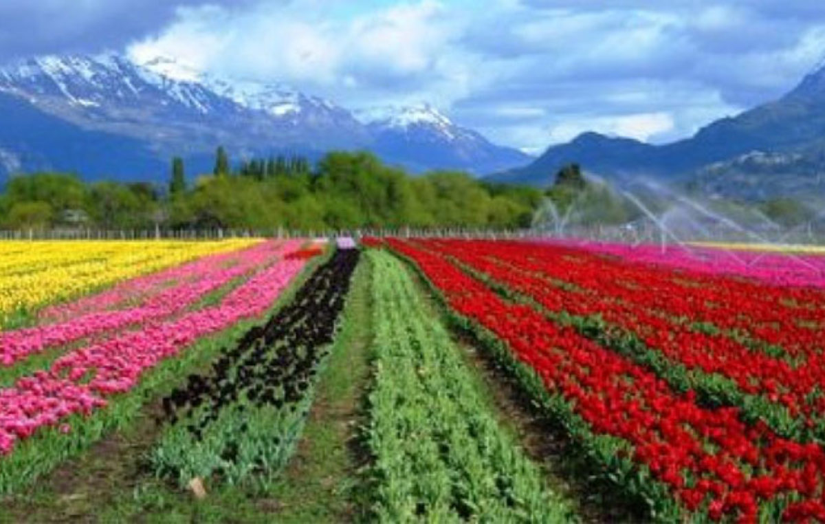 Se espera la temporada de tulipanes en Trevelin