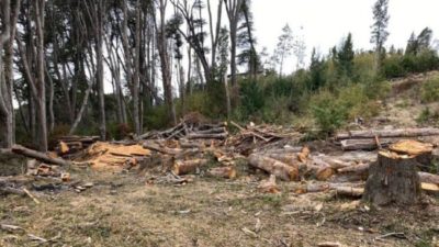 Vecinos de Villa La Angostura intentan frenar un proyecto inmobiliario por daños ambientales