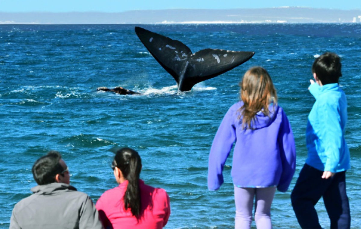 El Doradillo, la playa donde las ballenas avistan a la gente a 15 km de Puerto Madryn