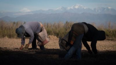 Crecen los casos de explotación laboral en el campo mendocino