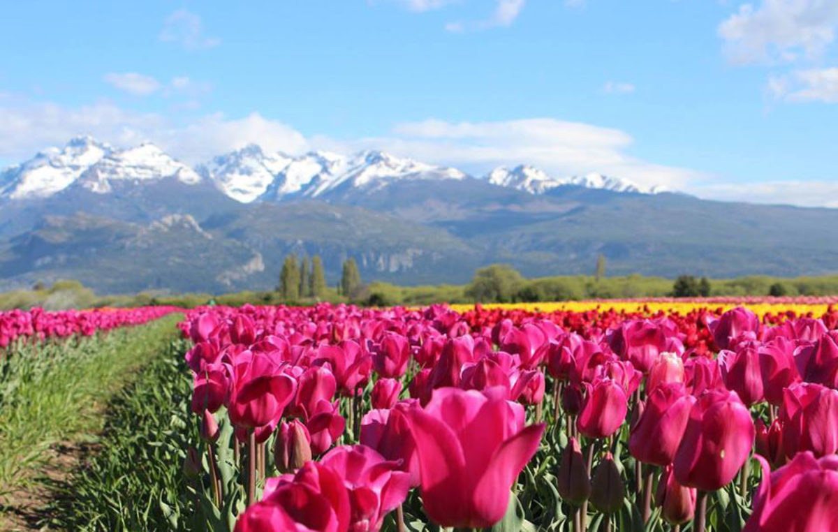 Los tulipanes de Trevelin: Un tapiz de colores al pie de la cordillera