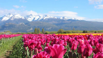 Los tulipanes de Trevelin: Un tapiz de colores al pie de la cordillera