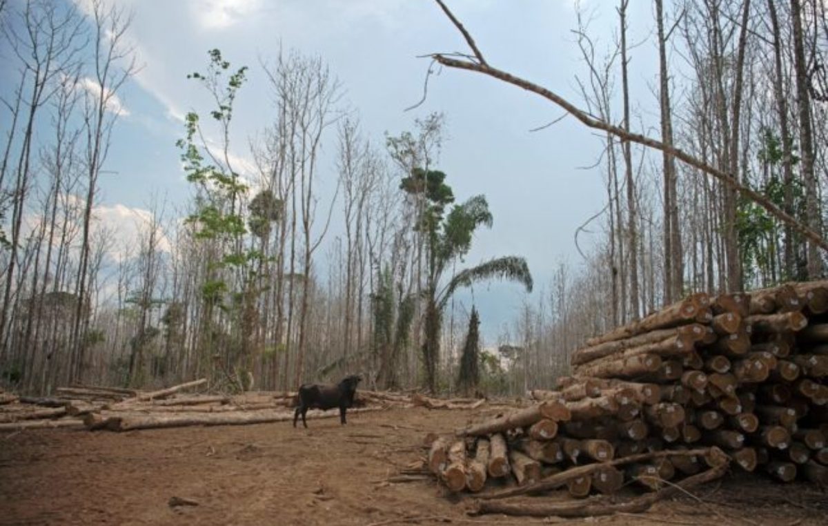 Brasil alcanzó un nuevo récord de deforestación 