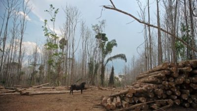 Brasil alcanzó un nuevo récord de deforestación 