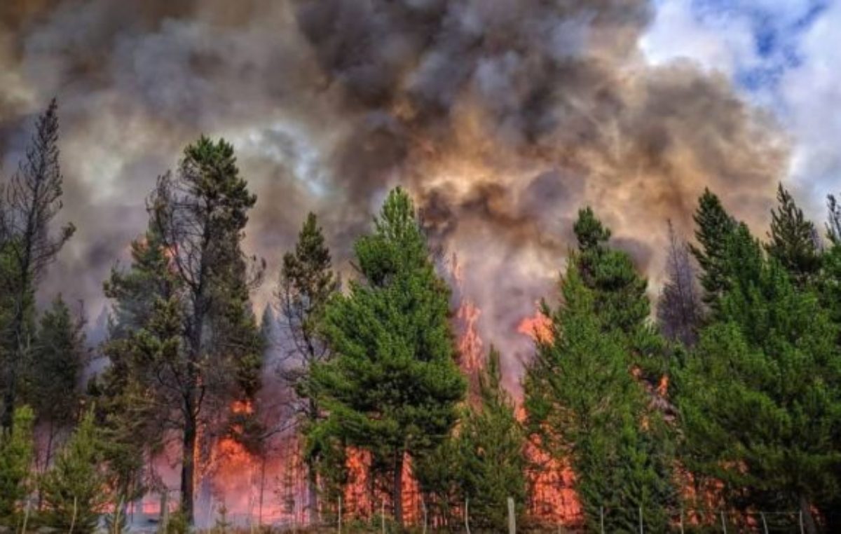 Neuquén: Por el fuego, apenas queda un 22% del bosque en Quillén