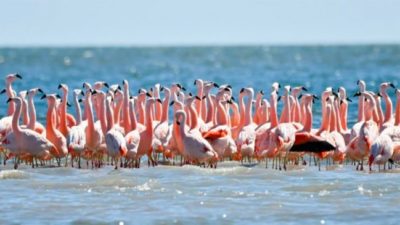 Buscan crear nuevos parques nacionales en Córdoba y Río Negro «para preservar la biodiversidad»