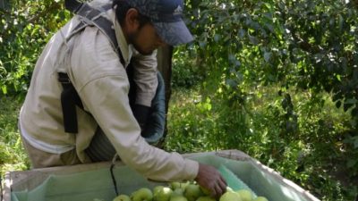 La provincia de Río Negro ya recibió 12.000 trabajadores rurales