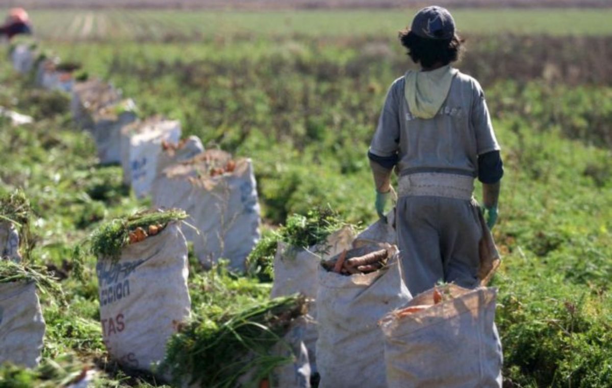 Mendoza: ¿Adónde van los niños durante la cosecha? Esperan alejar a más de 3.000 de los riesgos del campo