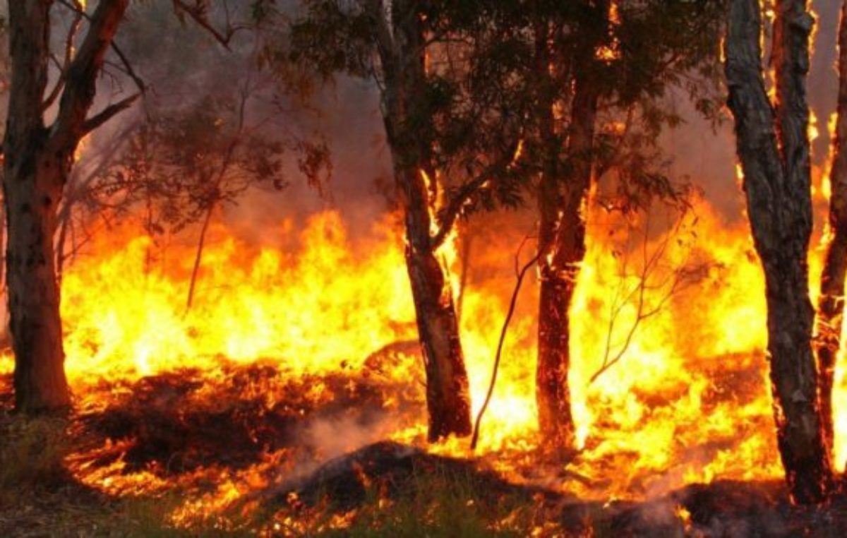 El gobernador de Corrientes declaró el estado de desastre agropecuario por los incendios rurales