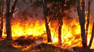 El gobernador de Corrientes declaró el estado de desastre agropecuario por los incendios rurales