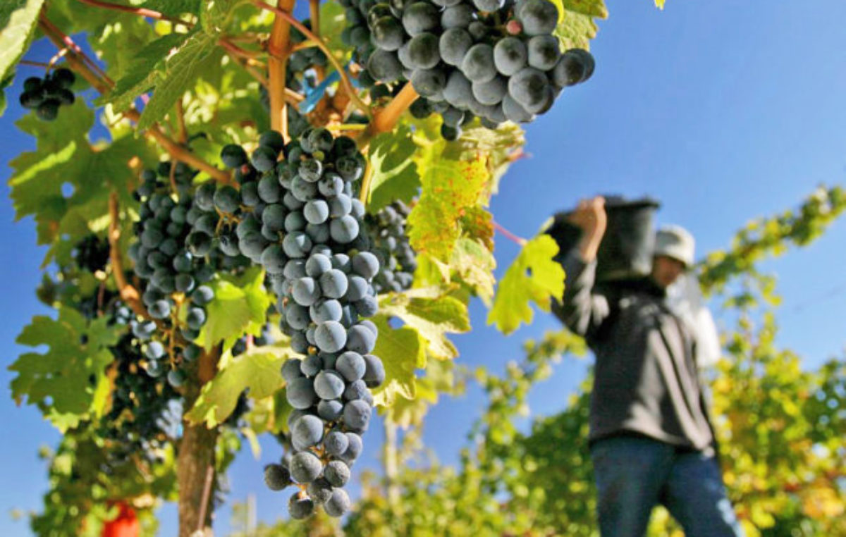 La cosecha en Mendoza se verá afectada por la falta de mano de obra para levantar la uva