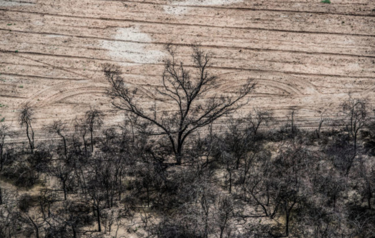 En 2021 se deforestaron más de 110 mil hectáreas en el norte argentino