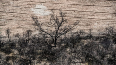 En 2021 se deforestaron más de 110 mil hectáreas en el norte argentino