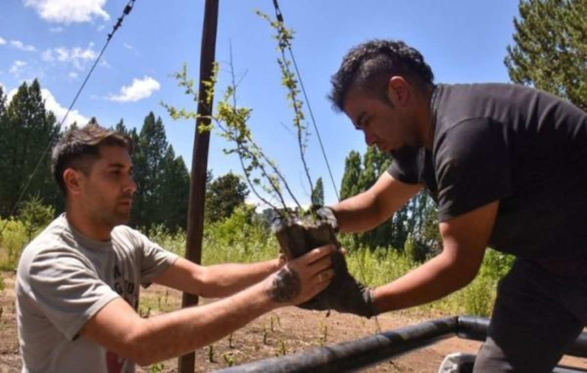 Tras los incendios forestales, plantaron 500 árboles en Caviahue