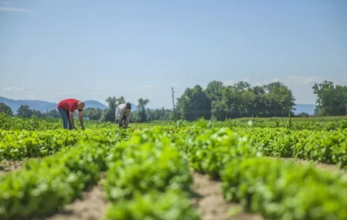 Preocupado por la inflación, el gobierno analiza crear una Empresa Nacional de Alimentos