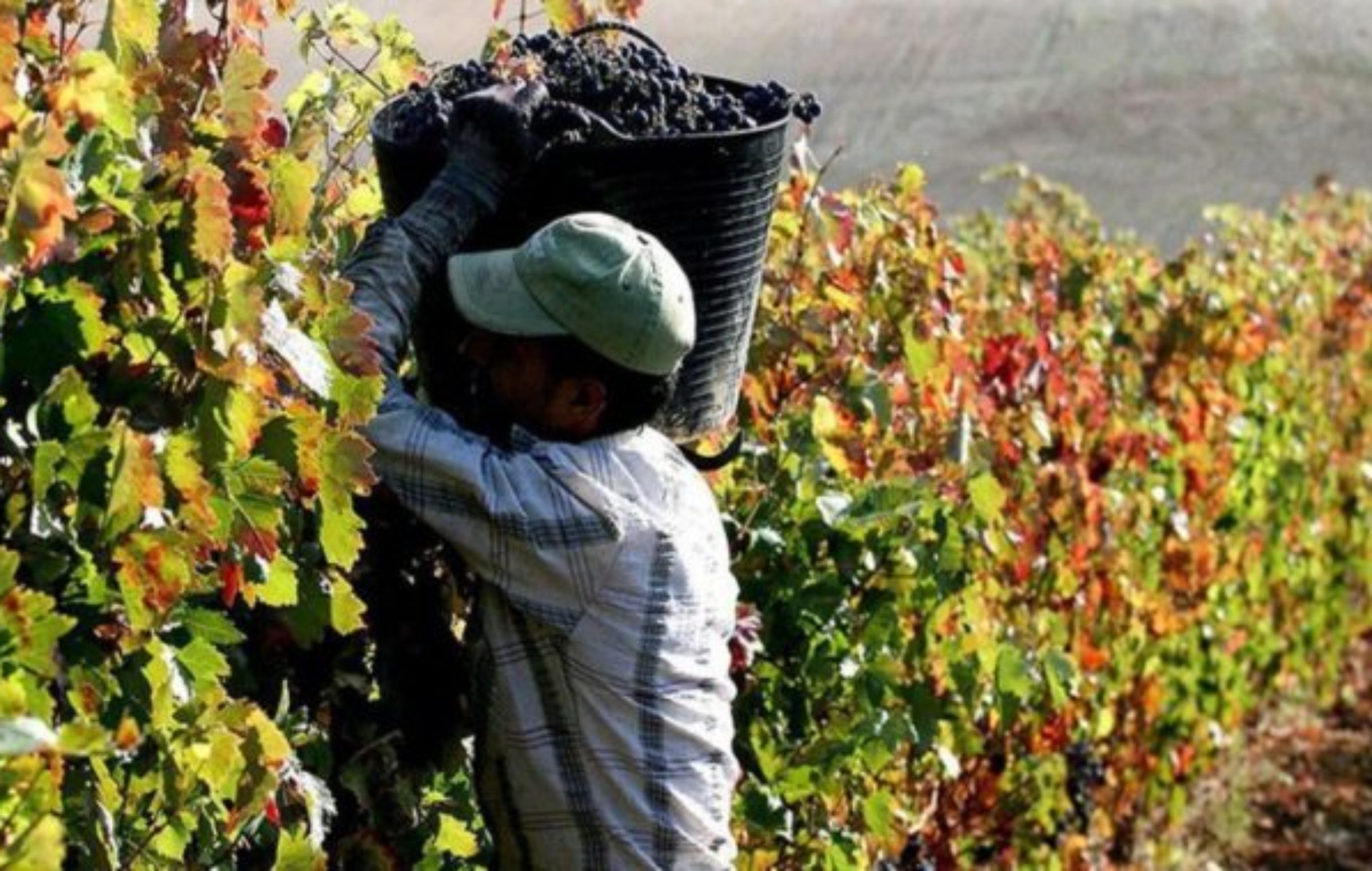 Son M S De Los Mendocinos En Condiciones De Tramitar La