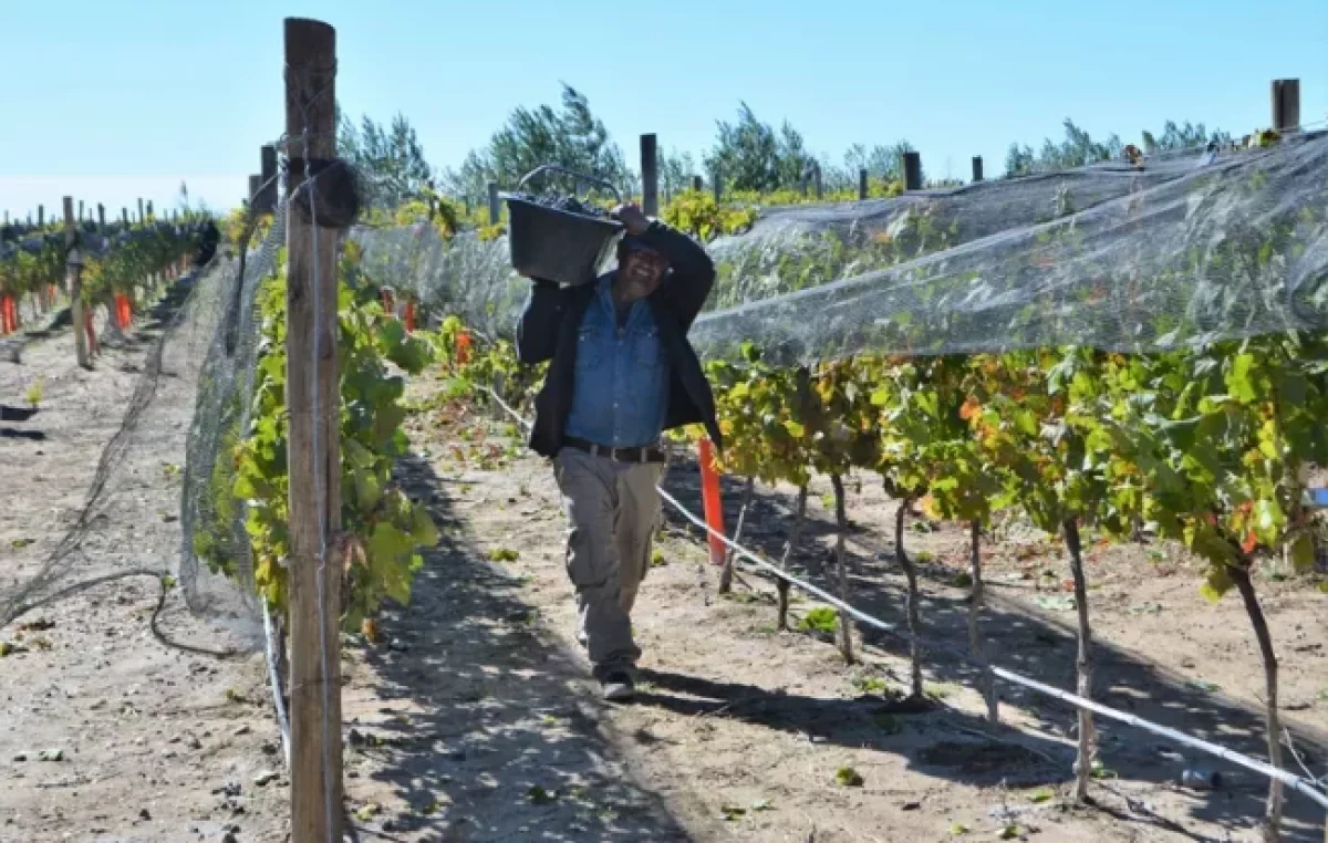 Cutral Co apuesta a la producción de uvas para diversificar su economía