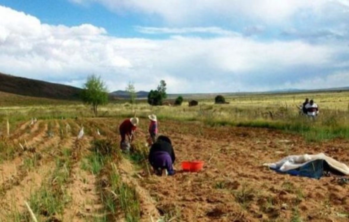 Jujuy: Reconocen 23 mil hectáreas para la agricultura familiar