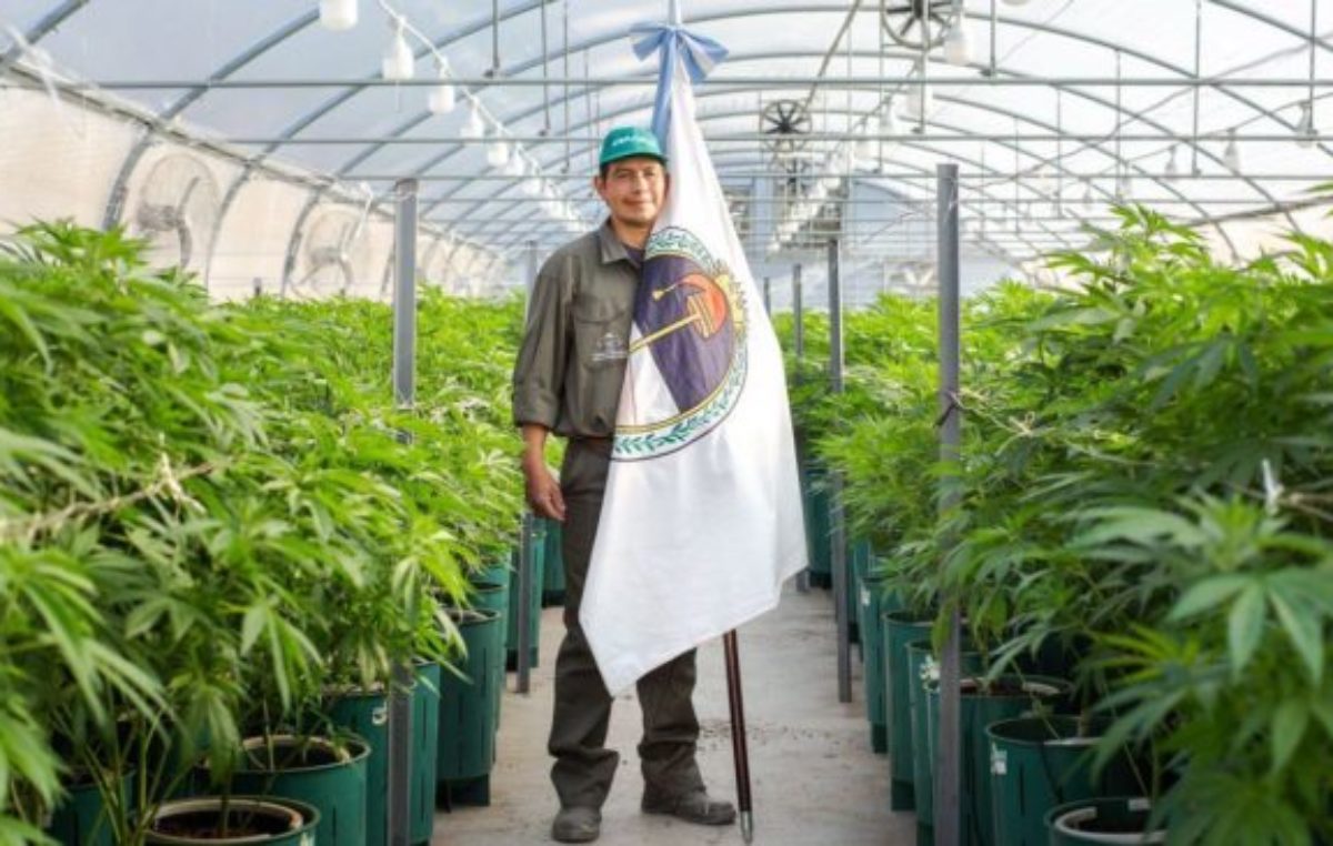 Jujuy inició la cosecha de cannabis medicinal «más importante de Latinoamérica»