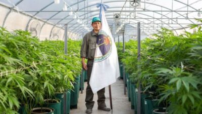Jujuy inició la cosecha de cannabis medicinal «más importante de Latinoamérica»